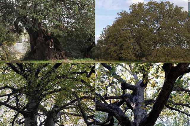 Dal Faggio dei baracconi alla Quercia di Macr�: ecco i 74 alberi monumentali della Puglia